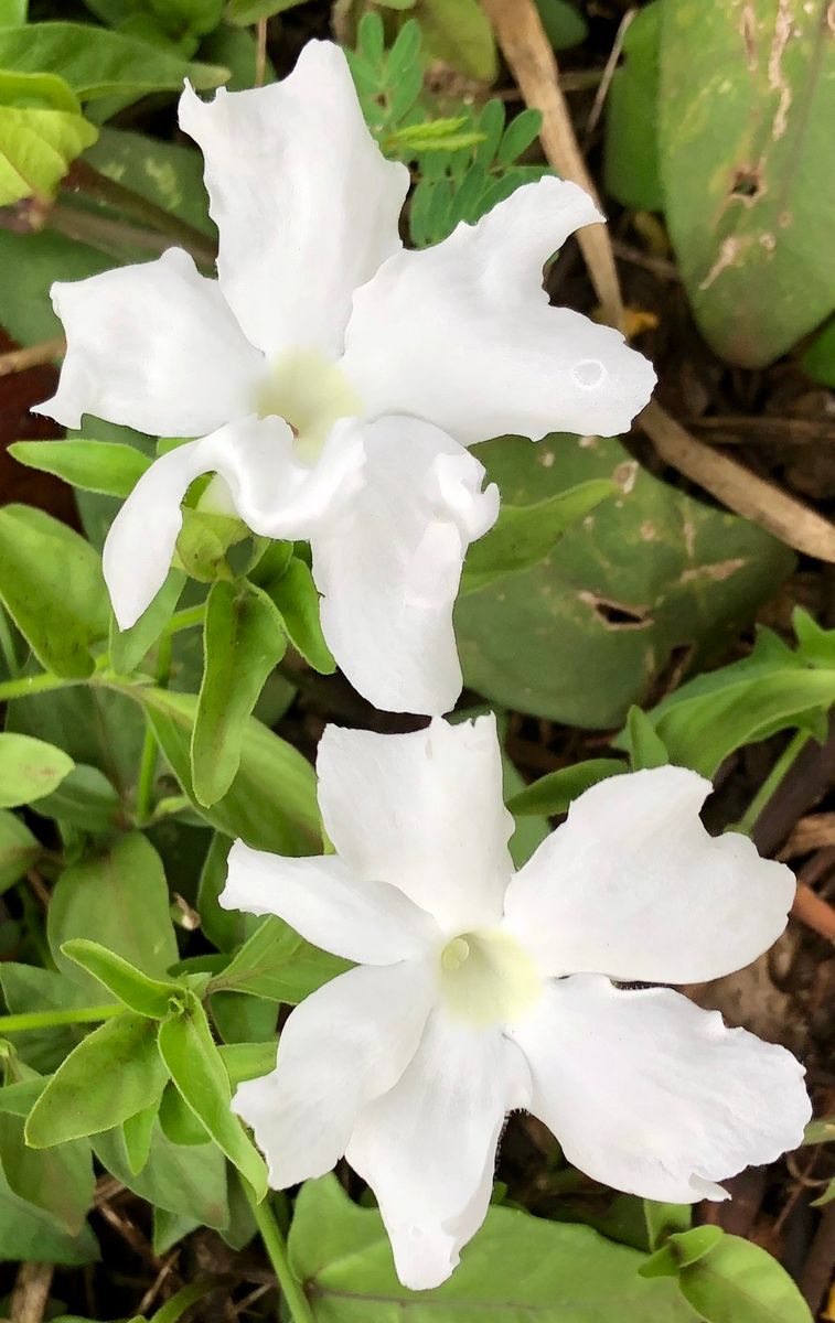 道端の花綺麗 カウアイ島リフエ