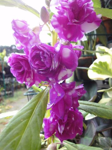紫と白のまだら模様の鳳仙花です 昔か 毎年種から栽培している植物 のアルバム みんなの趣味の園芸