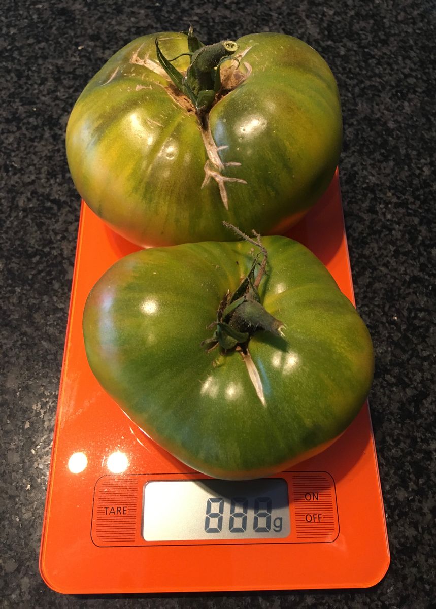 9/2 畑のトマト収穫！こちらはグリーンの種類のトマト。重さがゾロ目に。奥のは1個で5