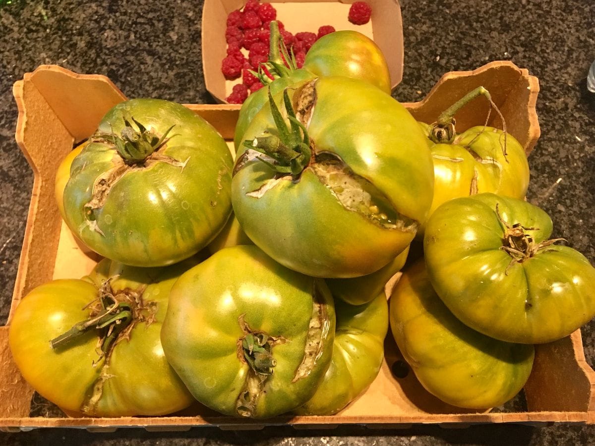 畑からの本日の収穫。この他にもあと5個位。 大きなグリーントマト、柔らかくて甘味が