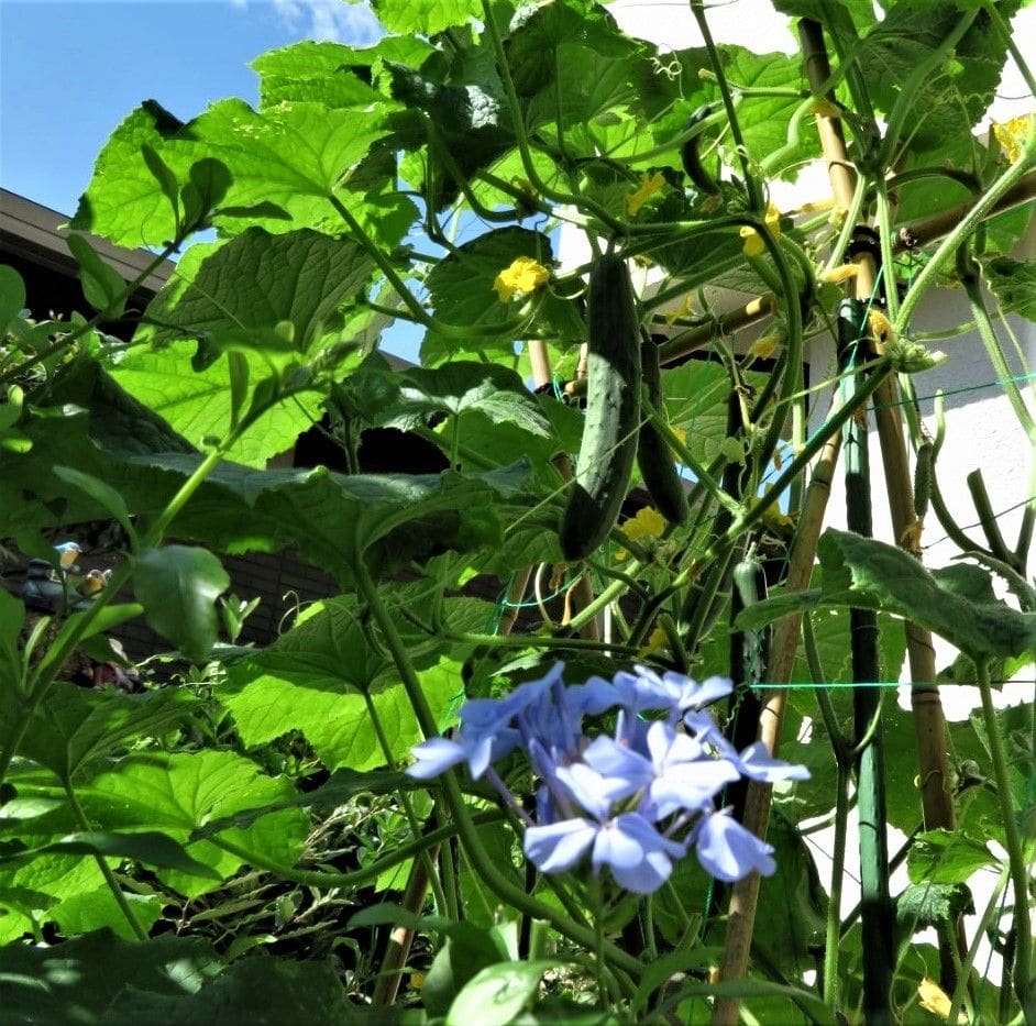 🌻唯一涼しげなルリマツリの花...🔶青空と大きなキュウリをバックにして、唯一涼しげな