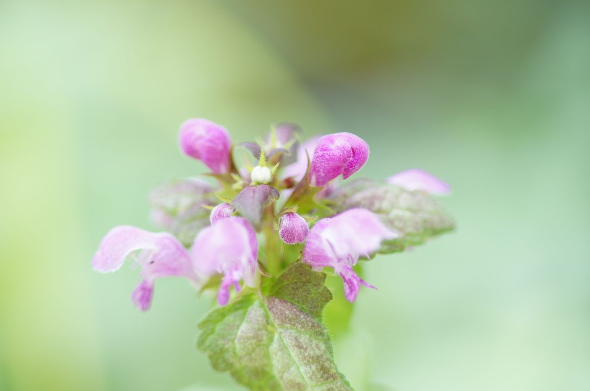 ラミウムの写真 by mi4184 ラミウムに花が咲きました