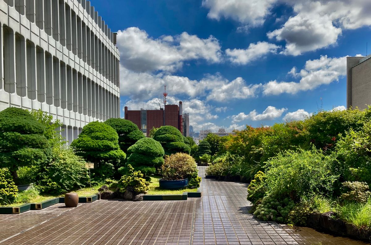 マツの仲間の写真 by ジョニーデブ スカイハイ庭園① 五葉松主体 中目 東京 https://ww