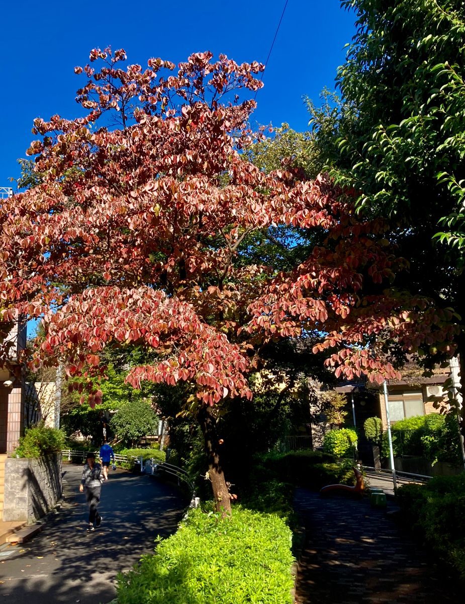 秋深まる花水木