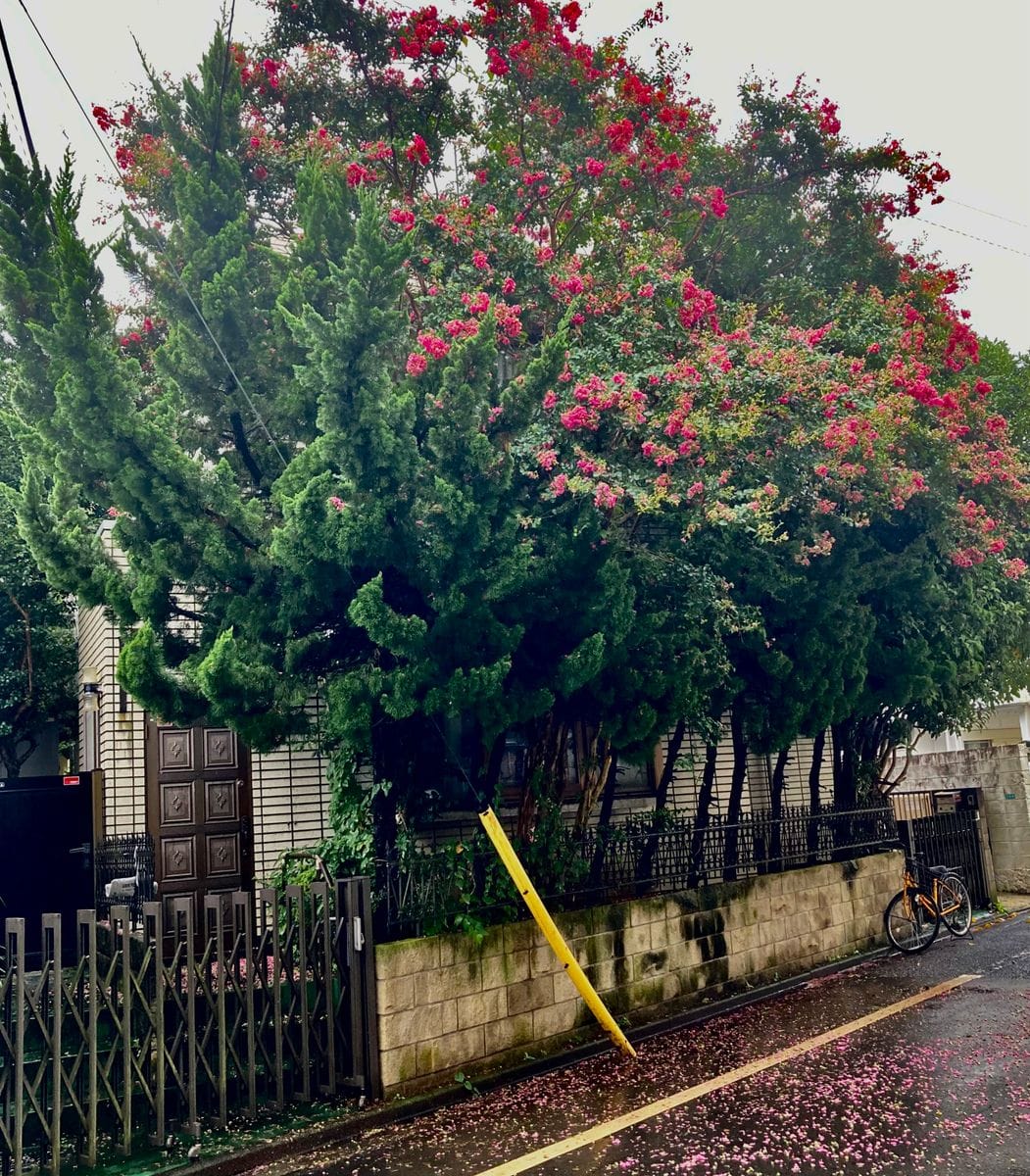 サルスベリの写真 by ジョニーデブ 押し出しはみ出しの良い花主さん🚲迄😅 https://www.