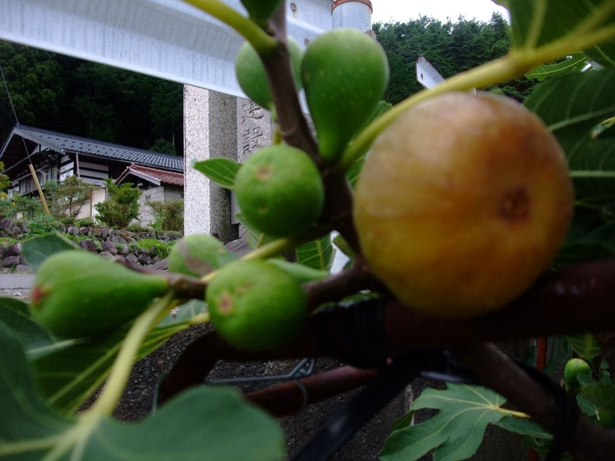 無花果一つだけ大きなのが付いてます。