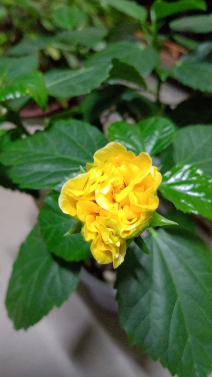 ハイビスカスのフルムーン 八重咲きが 可愛い花達 のアルバム みんなの趣味の園芸
