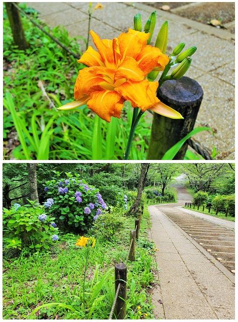 裏山頂上付近にツルボラン科『ヤブカンゾウ』八重の花が咲き始めました。似たノカンゾ