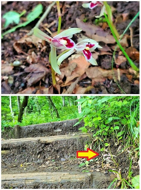 『マヤラン』2ヵ所で1番花が開きました。 裏山登山道の登り階段わき踏まれそうなとこ