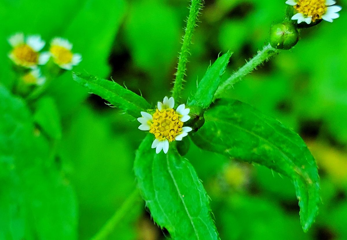 雑草ですがキク科『ハキダメギク』 可哀想なネーミングですが、小さな白い舌状花が5個