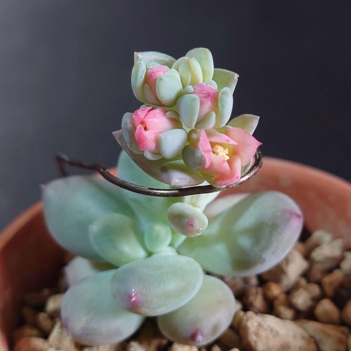 パキフィツム 桃美人のももちゃん 初花開花💖 やっぱり蕾で重たくて垂れてたみたいなの