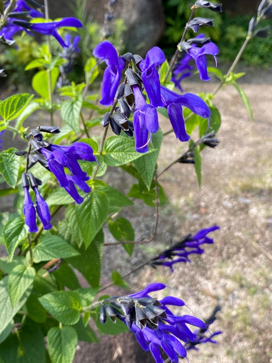 セージ（ハーブ）の写真 by ころちゃんの庭 メドウセージです。 濃い紫がステキです💕