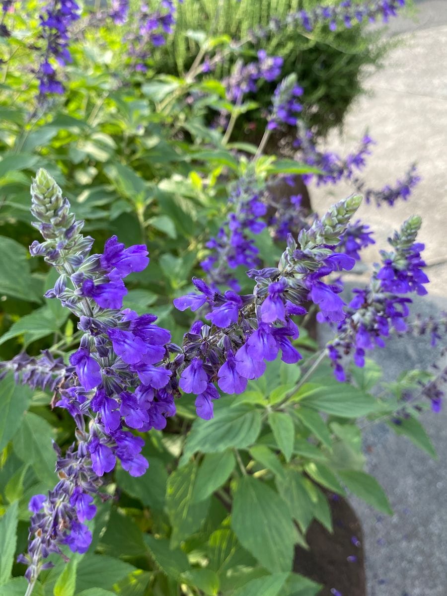 ラベンダーセージです。 夏は紫色が涼しそうでいいですね😊