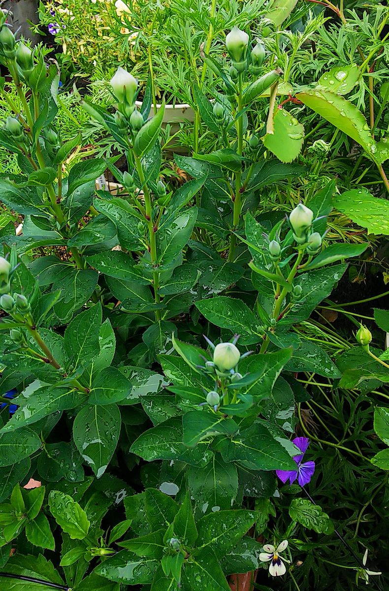 桔梗の蕾が膨らみ始めました🥀