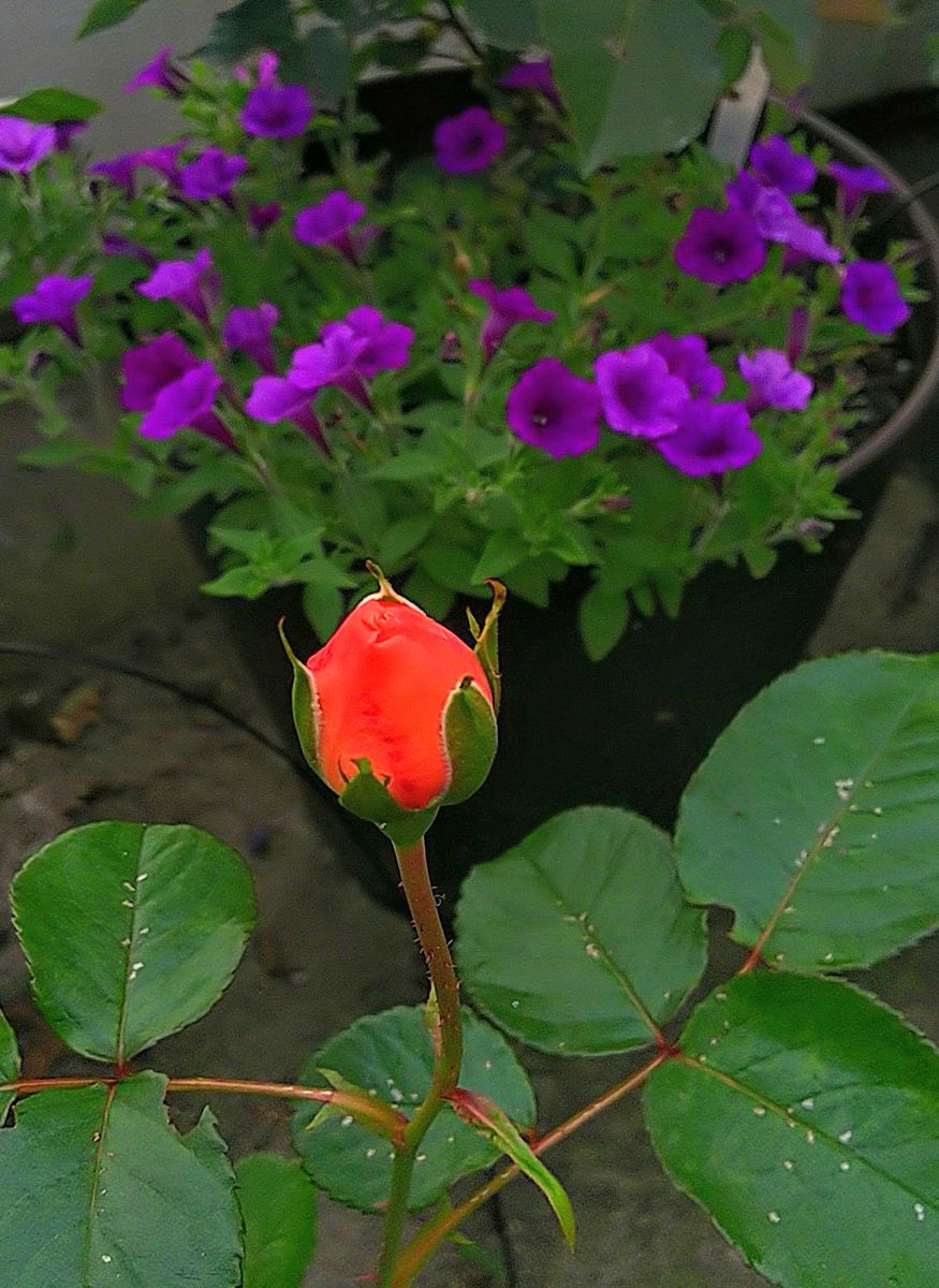 挿し木の薔薇プシュケ🌹初開花