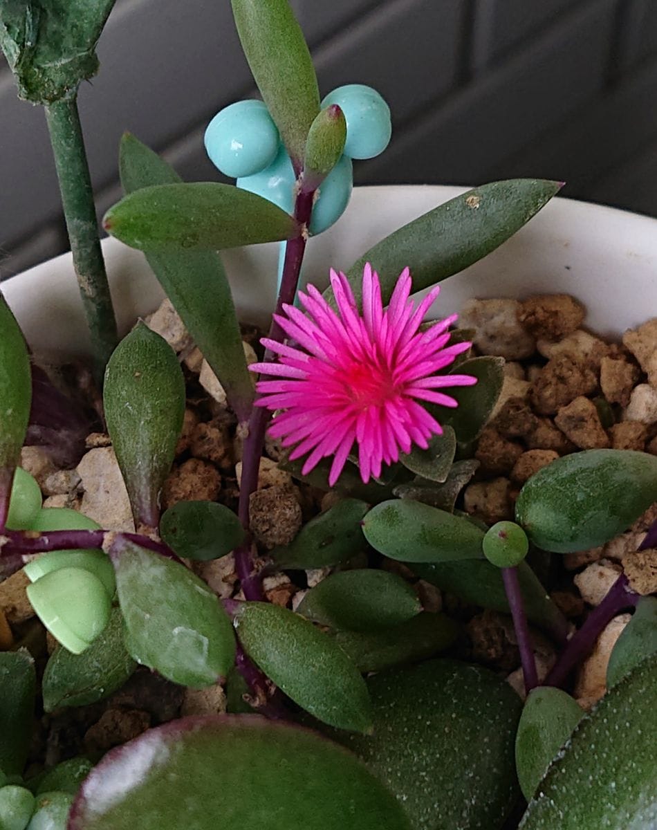 名前がわからない多肉植物…最近こんなに可愛いお花が咲きました♥️