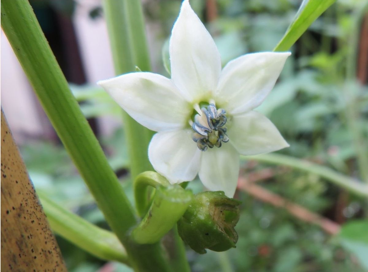 1⃣🌻白くて小さいピーマンの花...🔶まるでヒトデの形をした花びらに、雄しべ雌しべの形