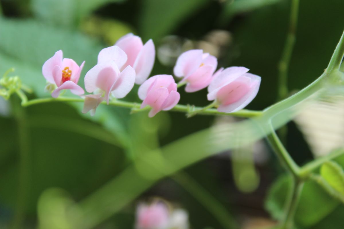 アサヒカズラの写真 by furi-jia こんなにきれいな＜PINK＞は有りますか？