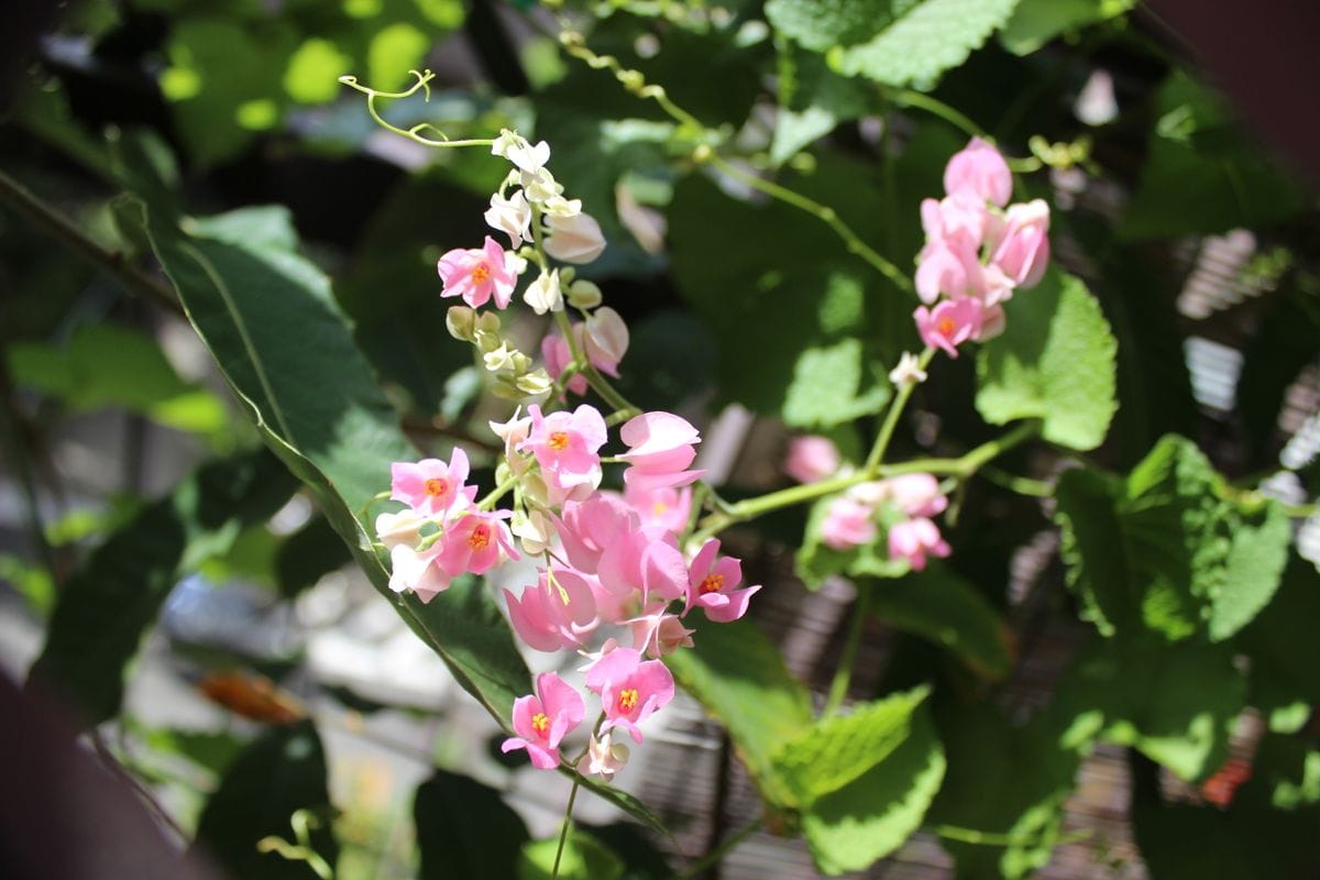 花の芯はきれいな黄色です