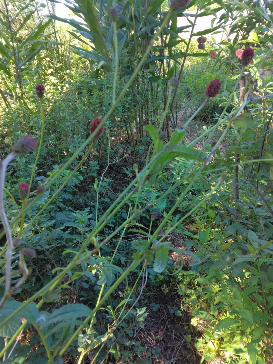 9月のハーブと季節の花のガーデン ワレモコウの花が咲いています。