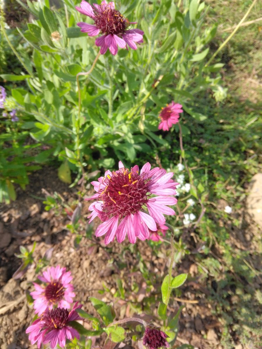 10月のハーブと季節の花のガーデン 昨年秋に迎えて、鉢植えで育てていましたが先月末