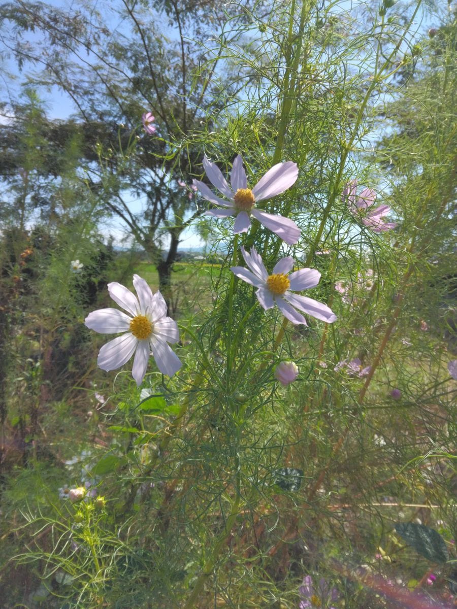 9月のハーブと季節の花のガーデン 台風の影響で倒れてしまいましたが花が咲いています