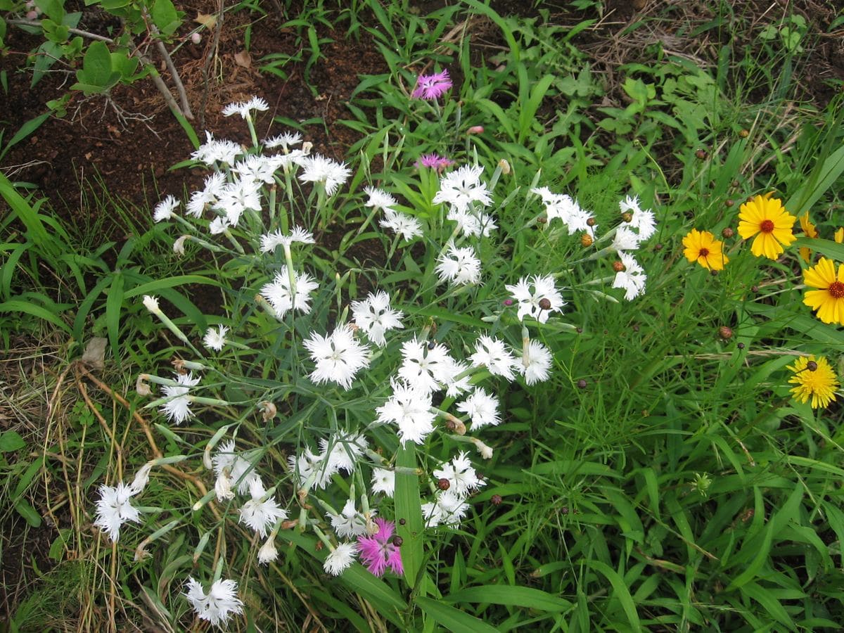 こぼれ種から咲いた白のカワラナデシコ ハーブと季節の花のコテージガーデン のアルバム みんなの趣味の園芸142