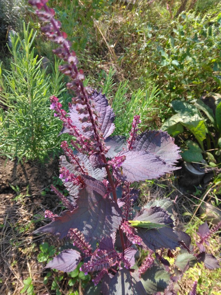 9月のハーブと季節の花のガーデン 赤シソの花が咲いています。