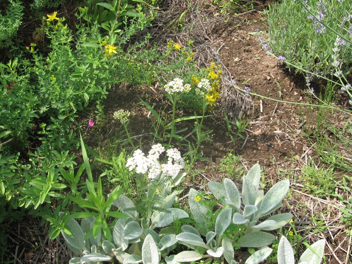 白のヤロウが咲き始めました ラムズイ ハーブと季節の花のコテージガーデン のアルバム みんなの趣味の園芸51