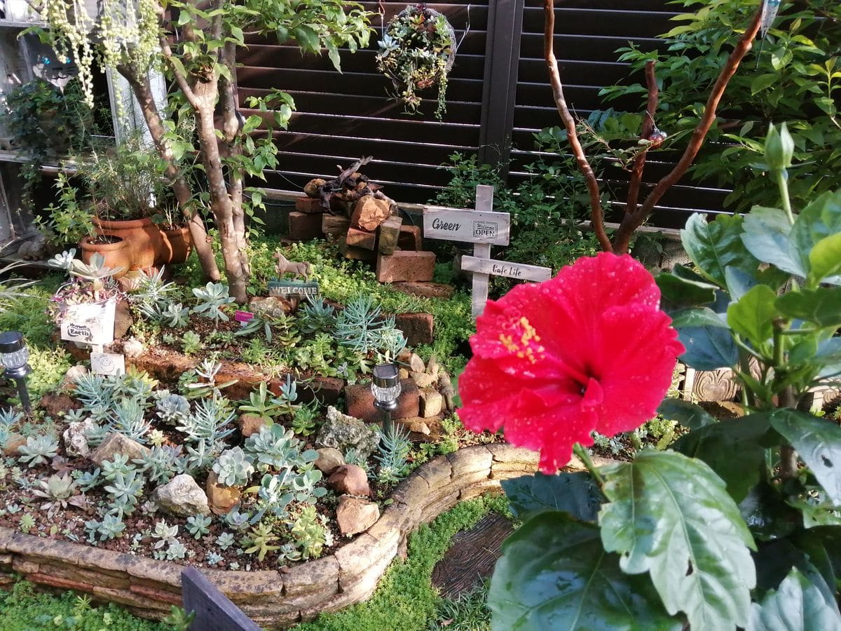 花壇に多肉植物寄せ植え