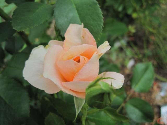 琴音…中輪のかわいらしいバラです。この淡いやわらかい色合いがとても好きです。しか