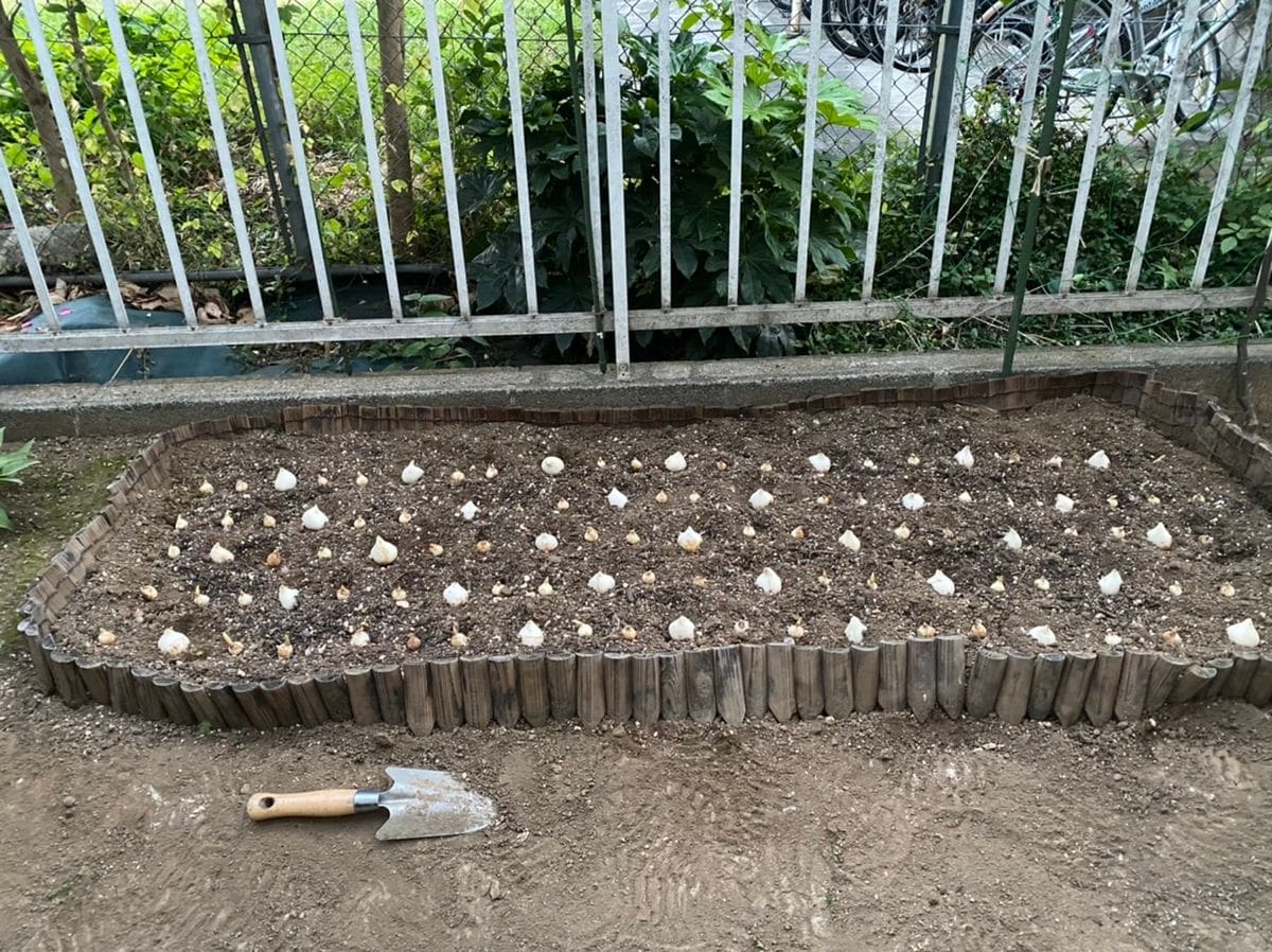 チューリップとムスカリの植え付け