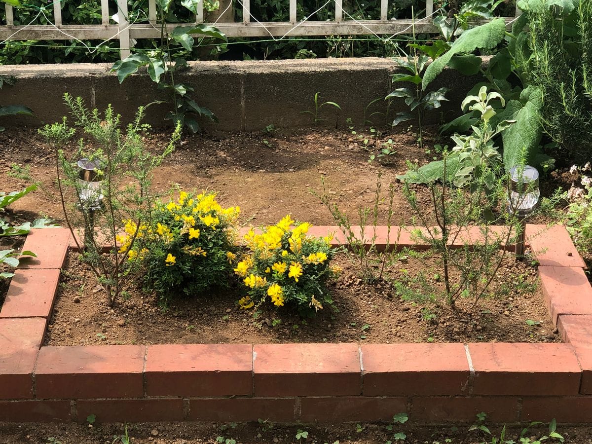 エニシダ 黄色い花が勢い良く咲きまし 庭 のアルバム みんなの趣味の園芸