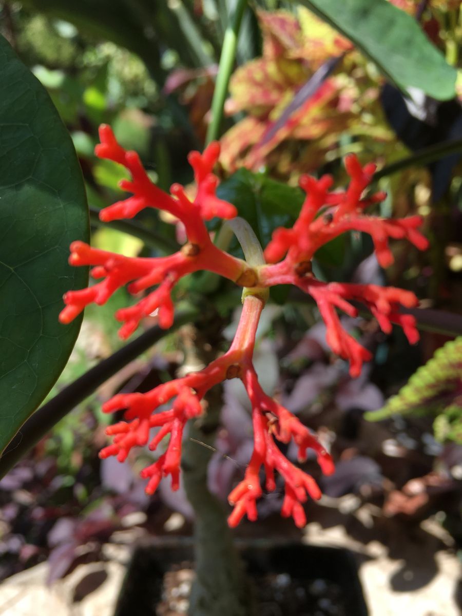 ヤトロファ/珊瑚油桐  花の後の萼です。竜宮城で咲いている様です。