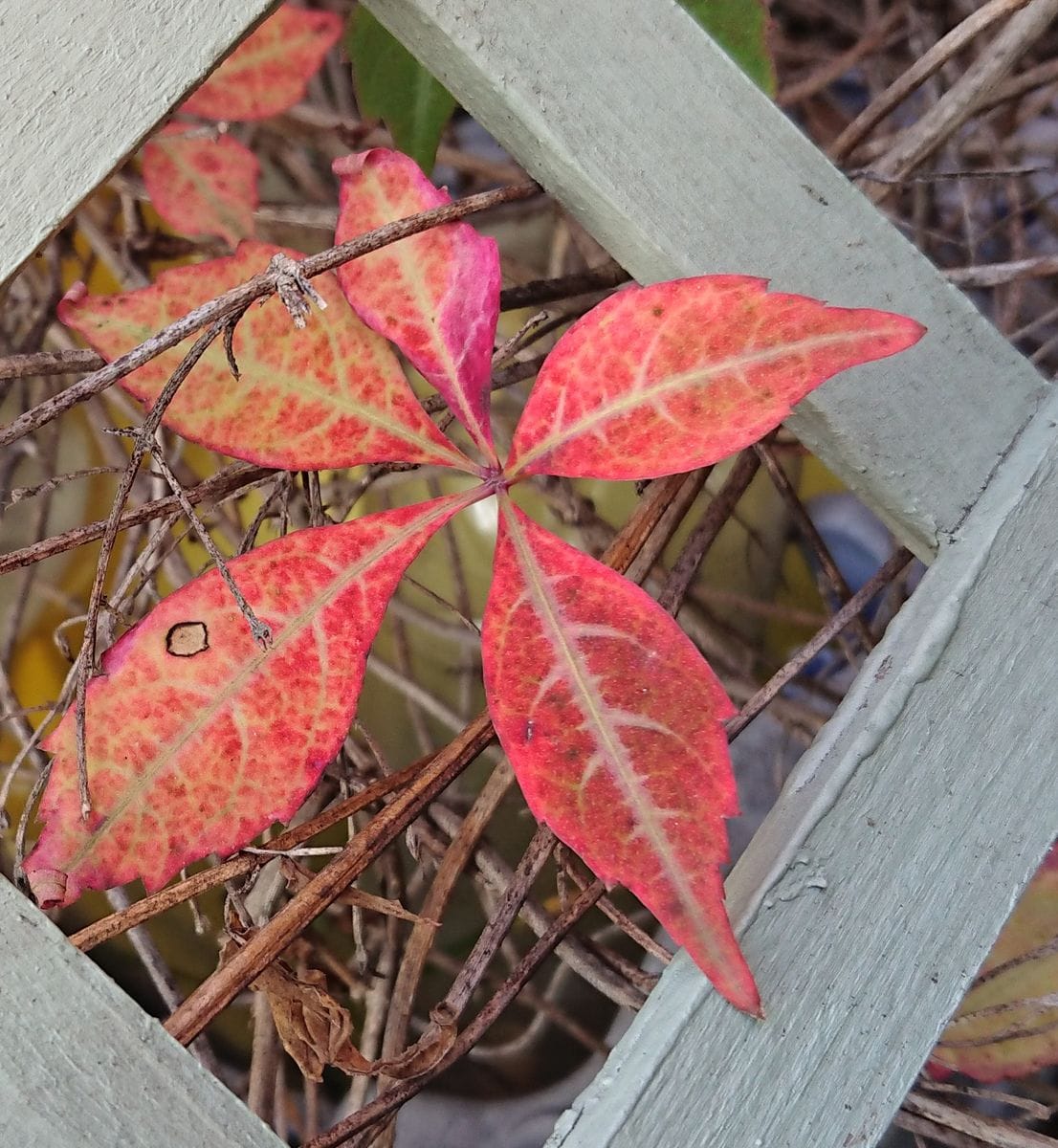 アメリカヅタ（ツタ類）の写真 by さとみさん いい色に染まりますな～🍵