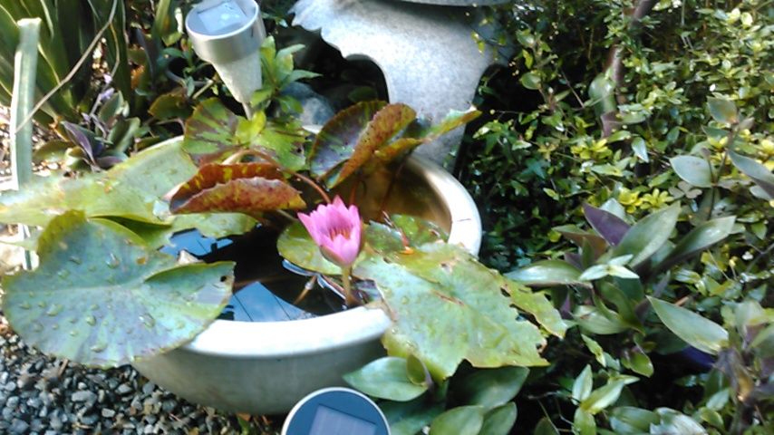 熱帯スイレンの蕾が、開きました。このスイレン鉢には時々トノサマガエルが遊びに来ま