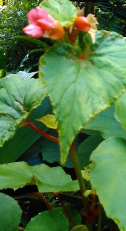 今年もシュウカイドウの花が咲き始めました。濃いピンク色の可愛い花です。