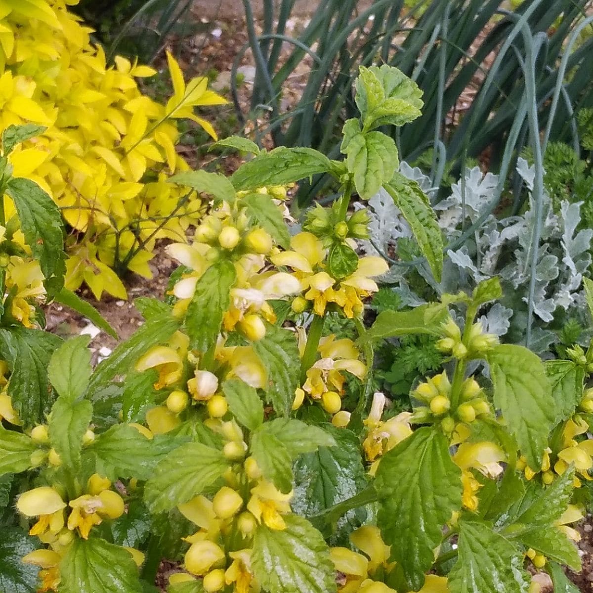 ラミウムの黄花 カラーリーフとして植えていますが、明るい黄花がよくめだちます。