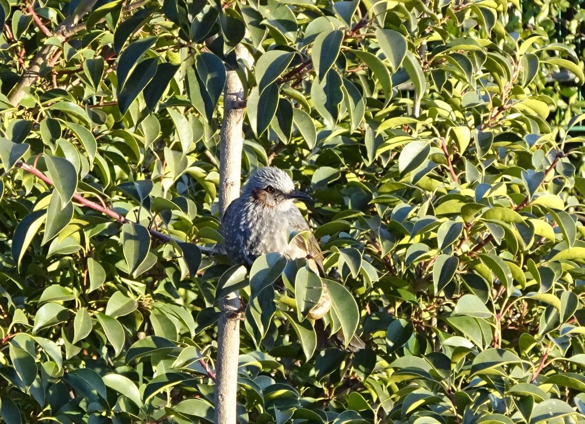 アクラ（クロガネモチ）の木の上で休む、ヒヨドリ。