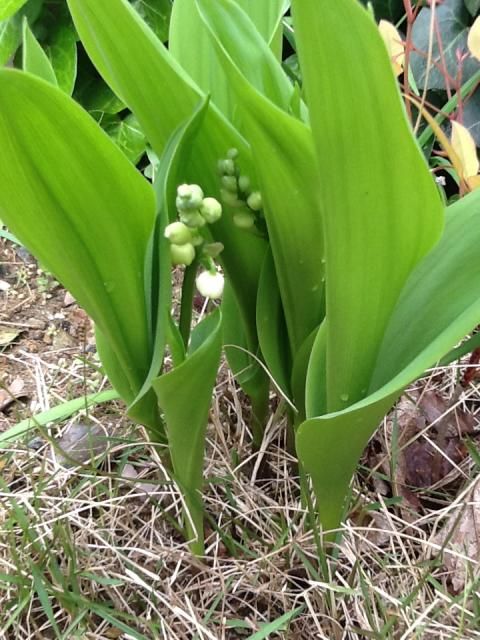 知り合いの方に頂いた鉢を庭に植えて２年ぐらいたちました。 今までは葉っぱのみで花