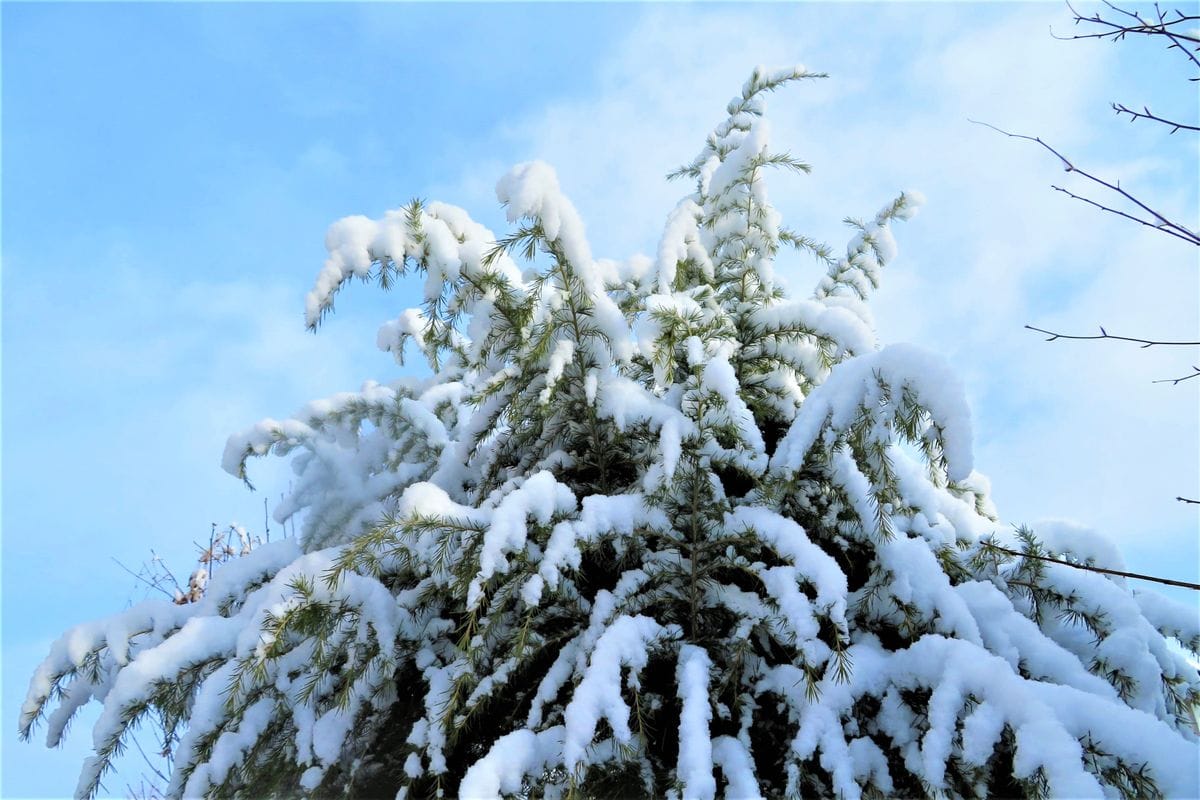 今朝の庭の雪景色「３」