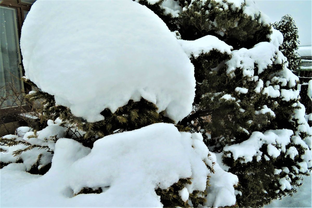 今日の雪景色「３」