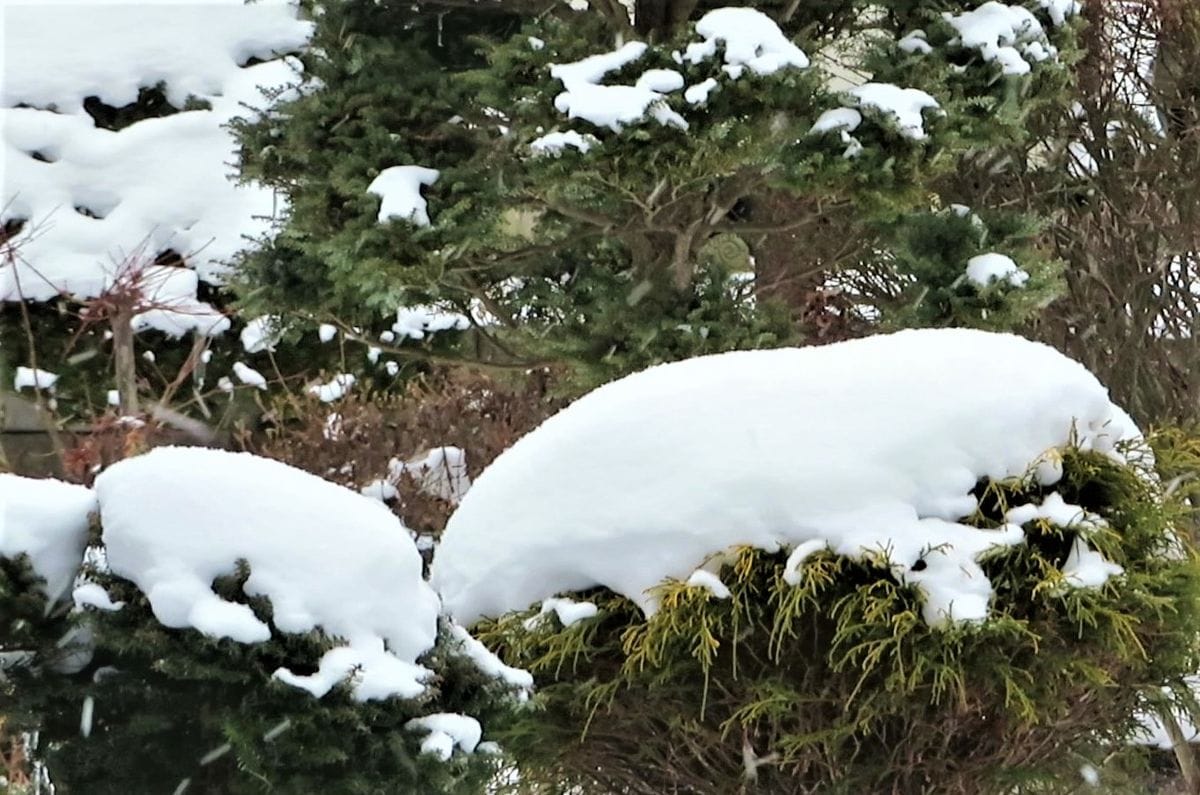 今日の雪景色「８」 最低気温－３.５℃でした。