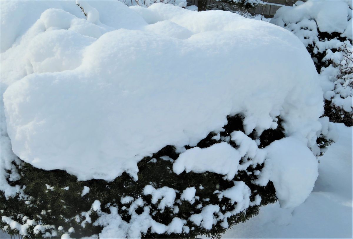 今朝の庭の雪景色「６」