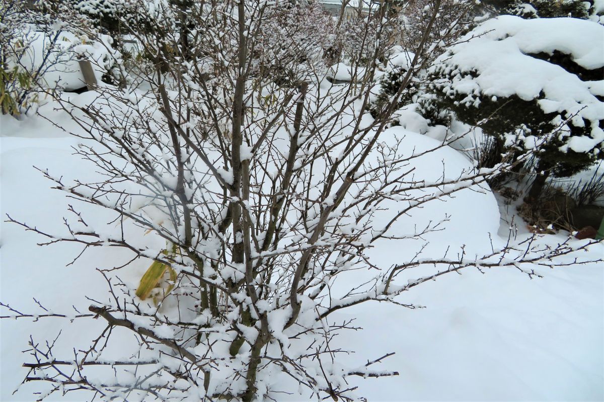 今日の庭の雪景色「６」