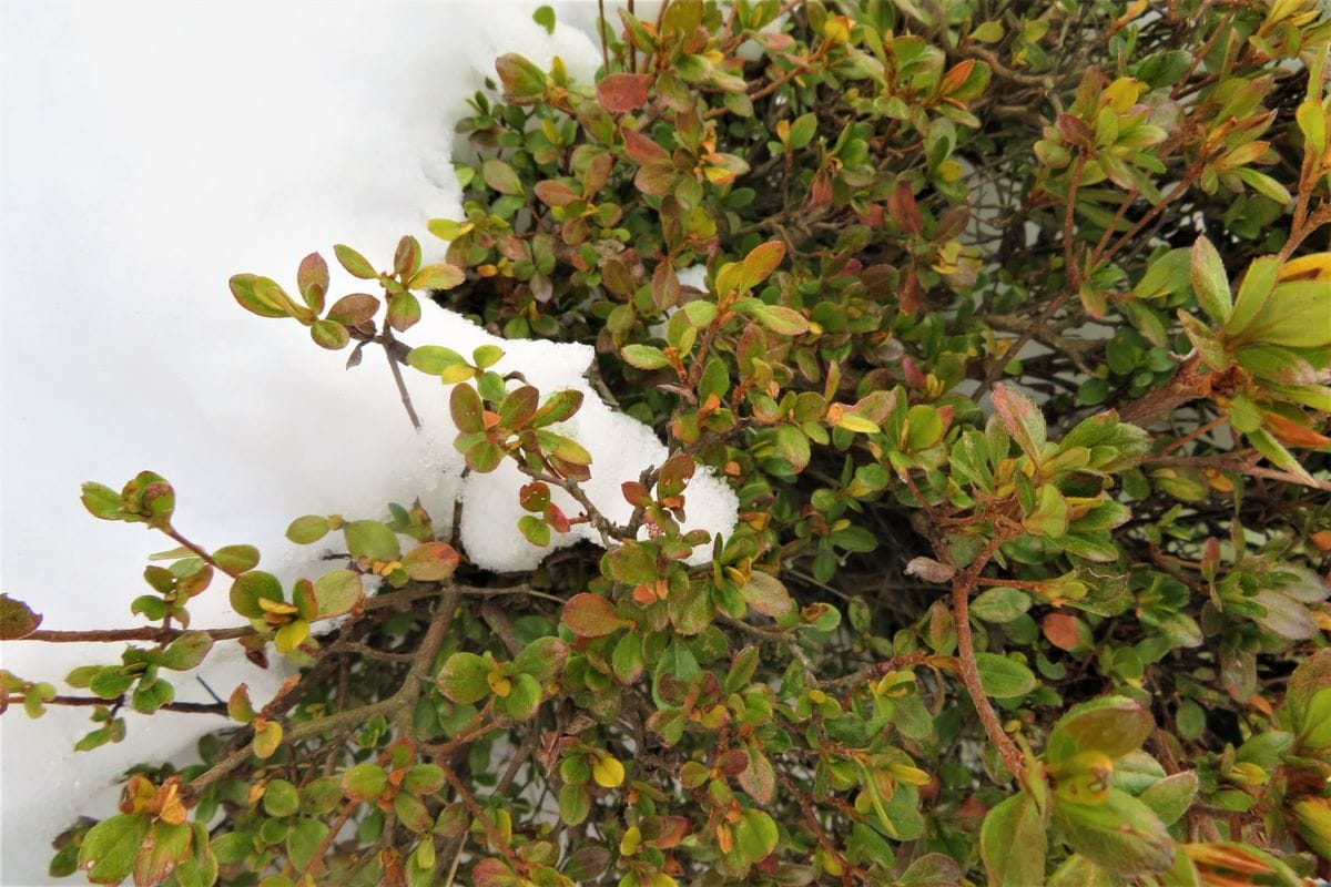 今日の雪景色「１」 最低気温－３.５℃でした。