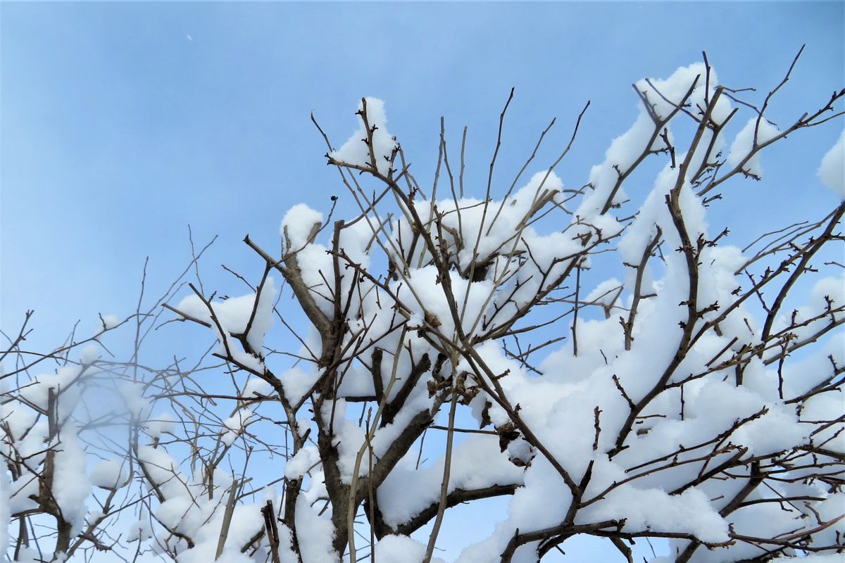 今朝の庭の雪景色「５」