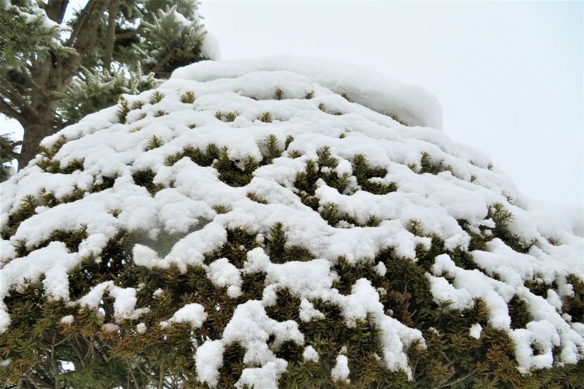 今日の庭の雪景色「５」