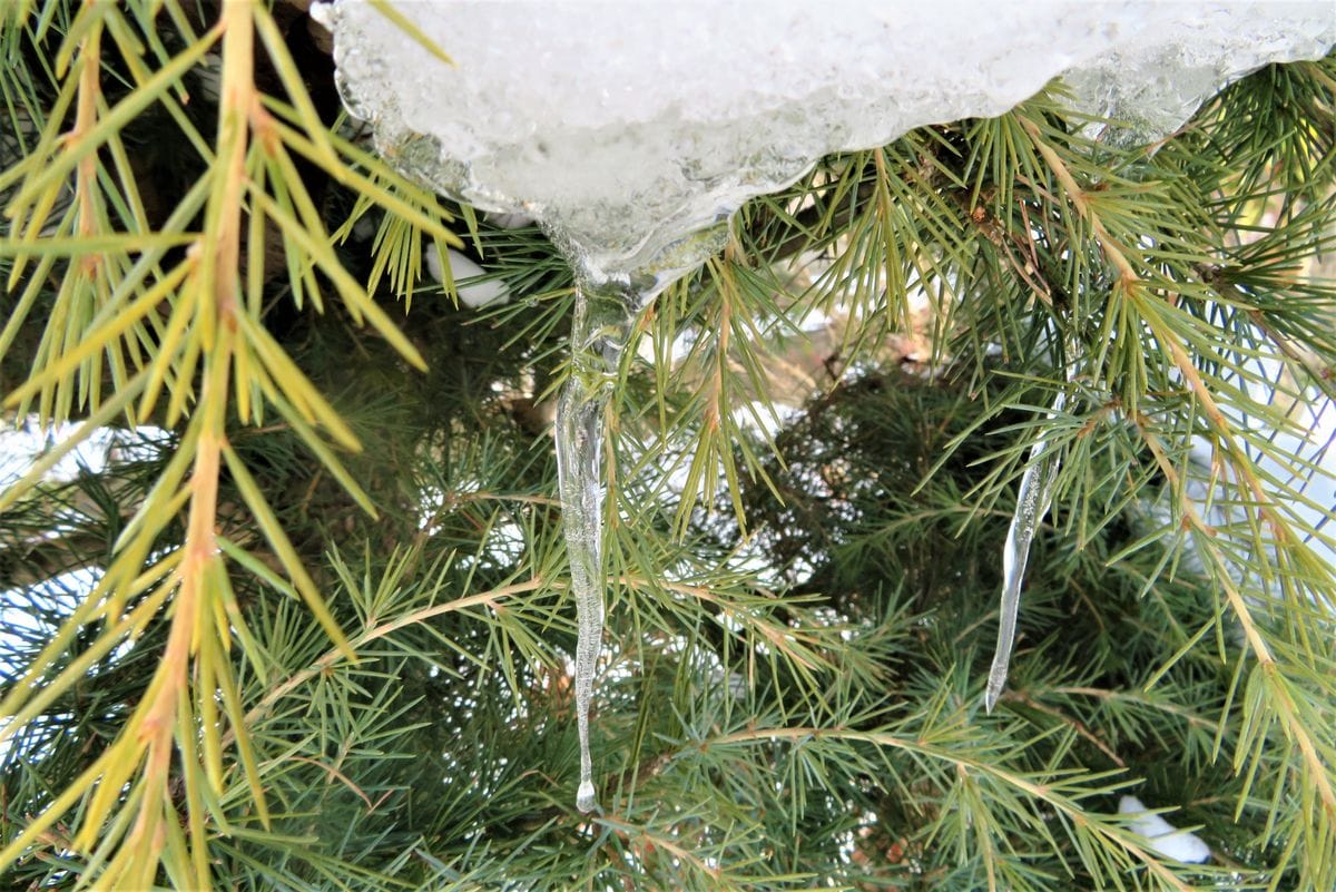 今日の雪景色「１」 最低気温－７℃の「大寒」らしい一日でした。