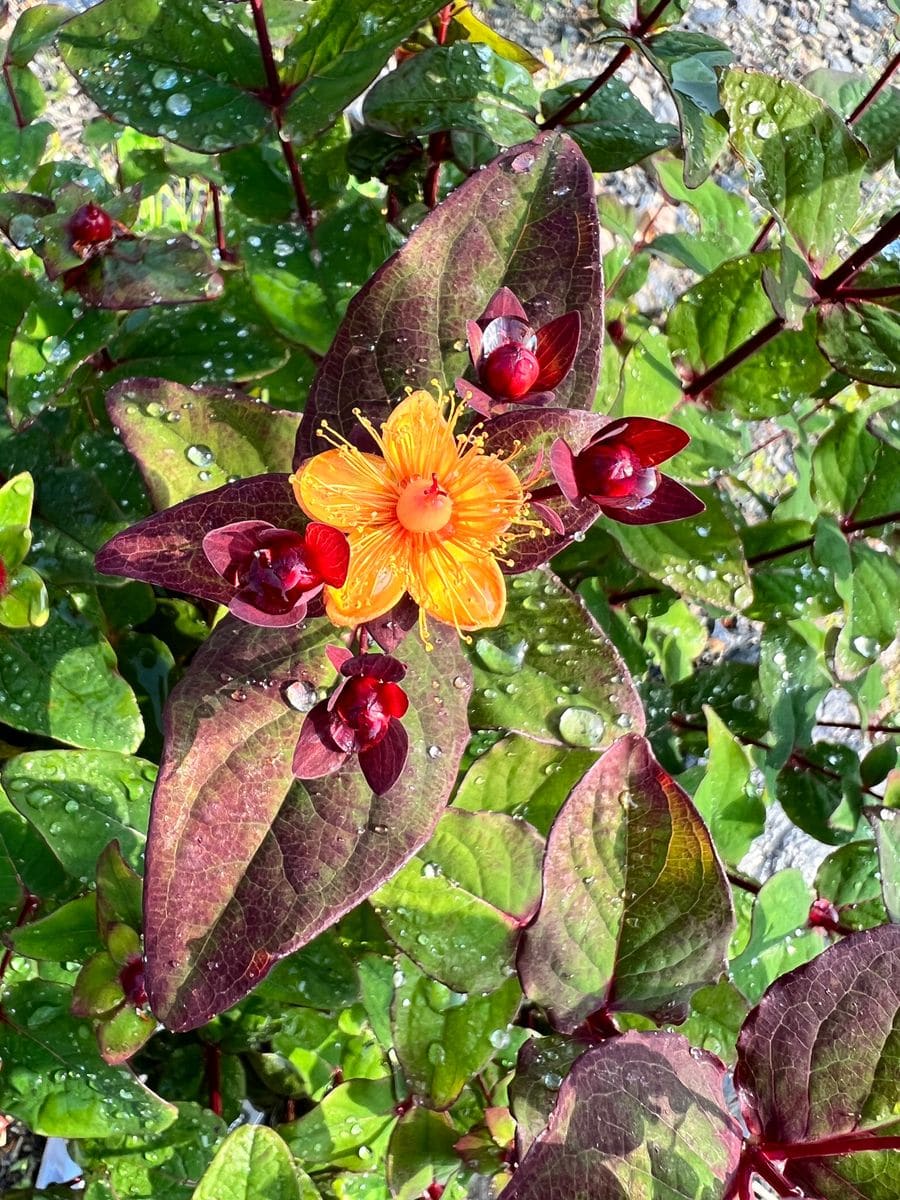 ヒペリカムの赤い実とオレンジっぽい花 夏の花 のアルバム みんなの趣味の園芸